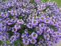 Blue Wonder Fan Flower / Scaevola aemula 
